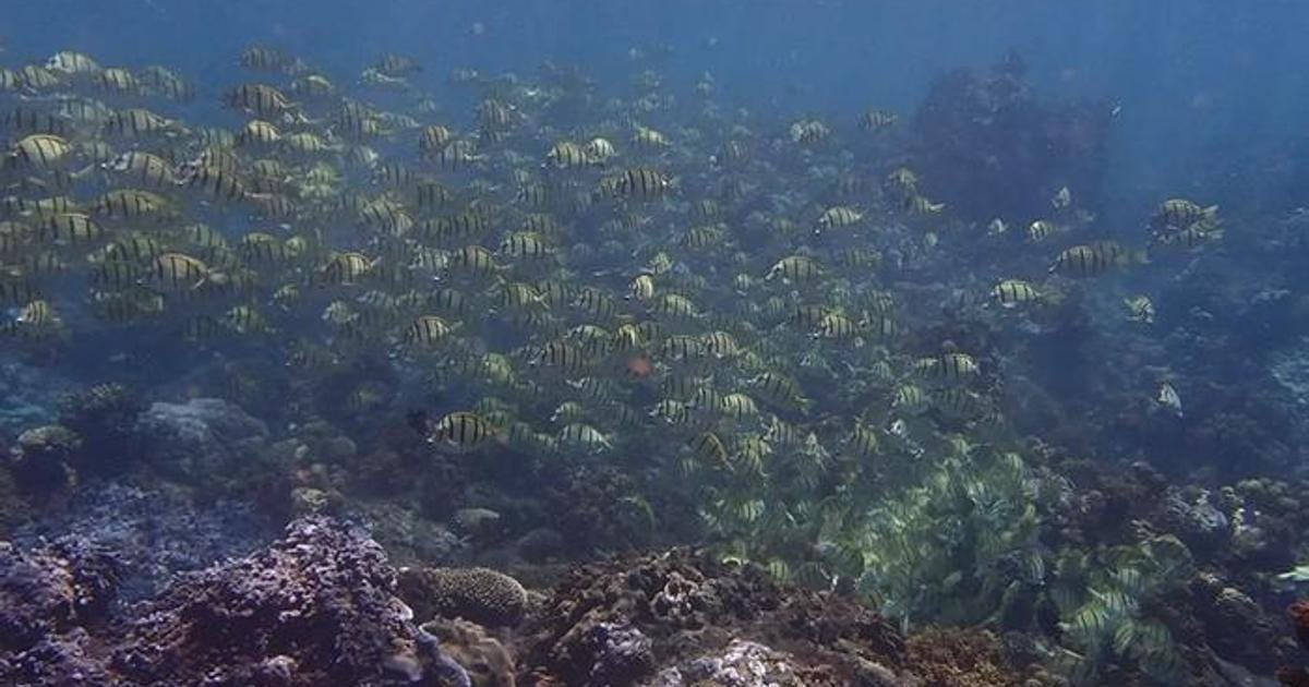 A snapshot of footage taken in the field of a shoal of convict surgeonfish swimming around a reef. (Image credit: Cécile Berthe)