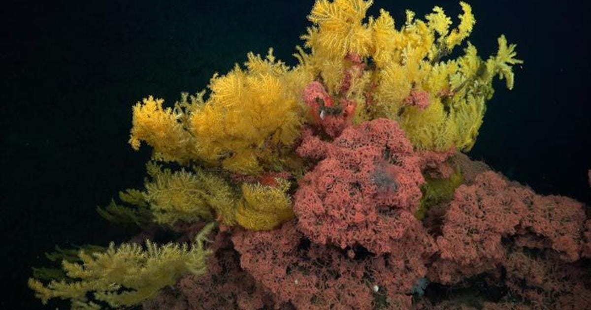 In situ colony of Laurinque Elena gen. et sp. nov. in Las Gemelas II, taken during the 2023 expedition with ROV SuBastian . (Credit: Schmidt Ocean Institute)