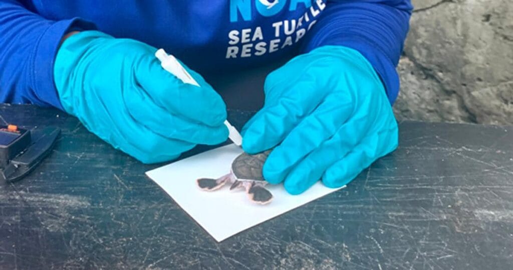 All photos with wildlife taken under USFWS Permit No. TE72088A-3. (Image credit: UH Mānoa)