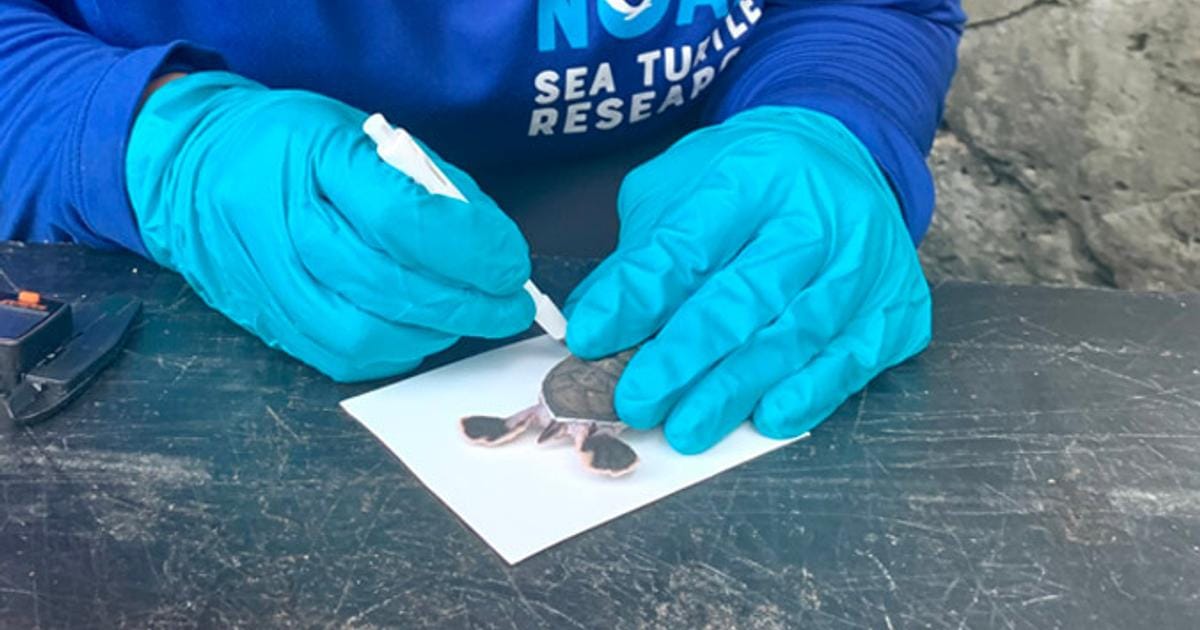 All photos with wildlife taken under USFWS Permit No. TE72088A-3. (Image credit: UH Mānoa)