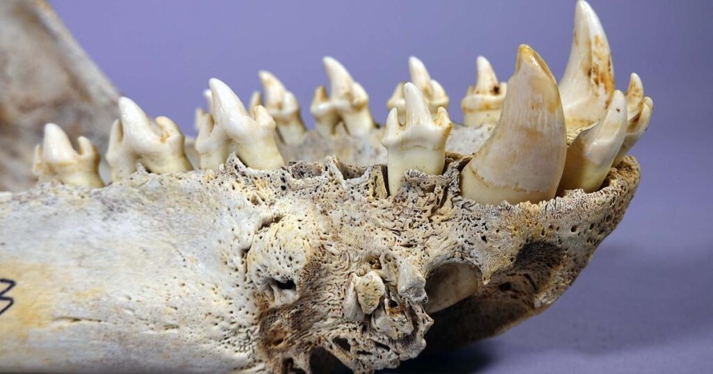 URI researchers traveled to Australia this summer to unlock the hidden life history of leopard seals. (Image credit: URI/CEAL Lab)