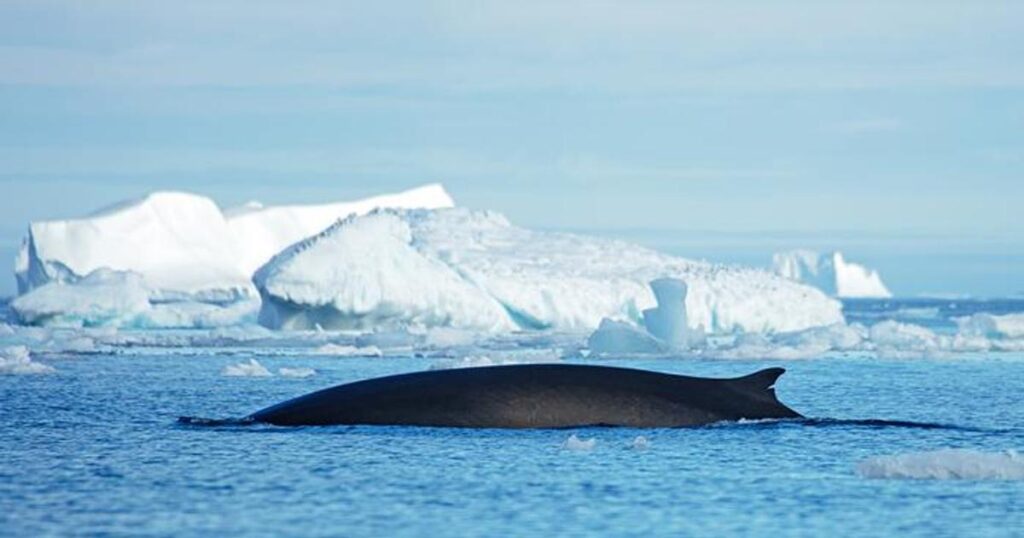Fin whale in Greenland Sea. (Image credit: Fernando Ugarte)