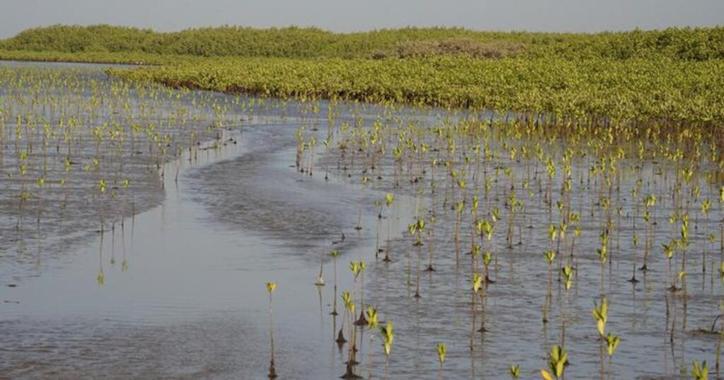 Mangroves. (Image credit: Pete Bunting, Aberystwyth University)