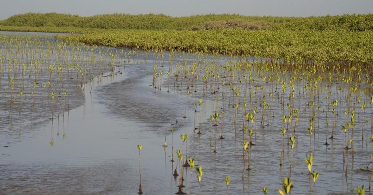Mangroves. (Image credit: Pete Bunting, Aberystwyth University)