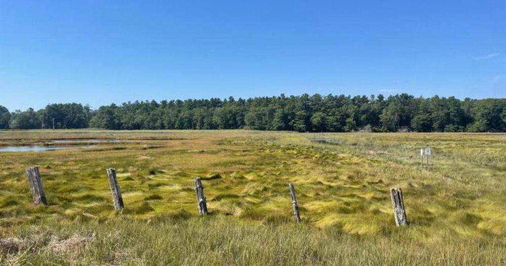 Landscape image of a tidal marsh. (Image credit: Emily Wilson, Boston University)