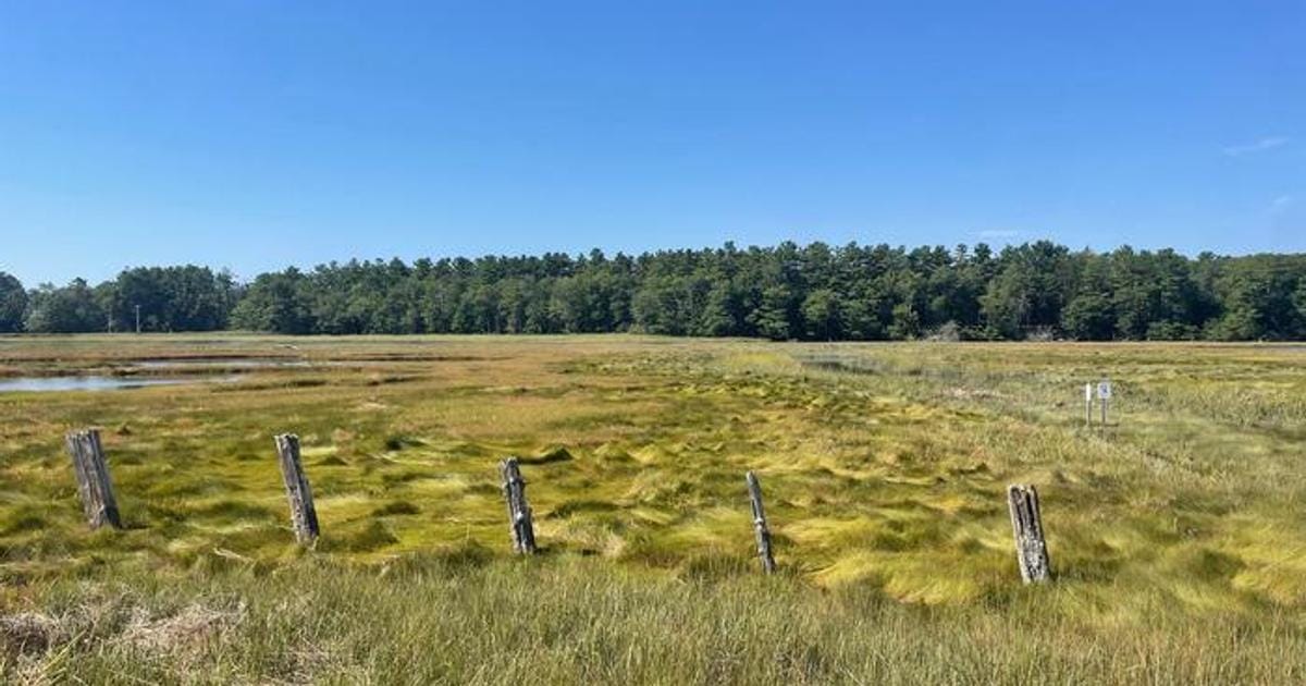 Landscape image of a tidal marsh. (Image credit: Emily Wilson, Boston University)