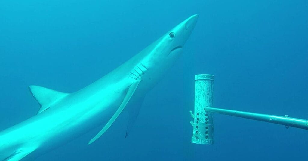 Blue shark (Prionace glauca) at the Eastern Recherche Marine Park. (Image credit: Marine Futures Lab)
