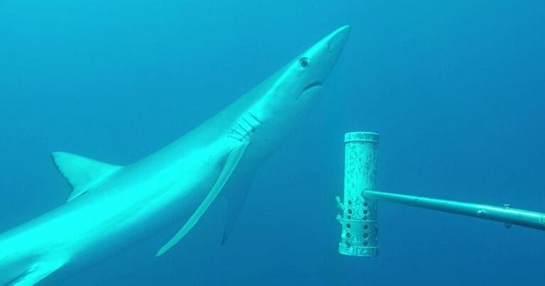 Blue shark (Prionace glauca) at the Eastern Recherche Marine Park. (Image credit: Marine Futures Lab)