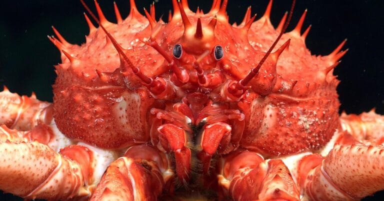 A king crab (Lithodes genus) crawls across the seafloor at a depth of 1,083 meters. Top predators in deep-sea environments, researchers documented these crabs while searching for bubble streams associated with unexplored cold seeps. (Image credit: Schmidt Ocean Institute)