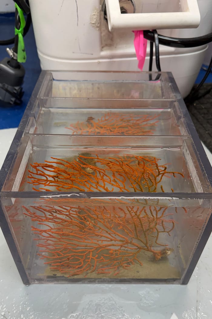 Coral samples collected for analysis (Image credit: Laura Lubelczyk, Bigelow Laboratory)