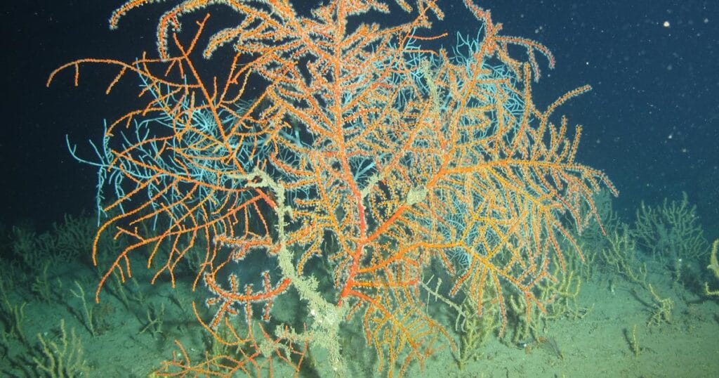Corals living in a deep-sea habitat impacted by the Deepwater Horizon spill (Image credit: NOAA, National Marine Sanctuary Foundatino, UNCW UVP)