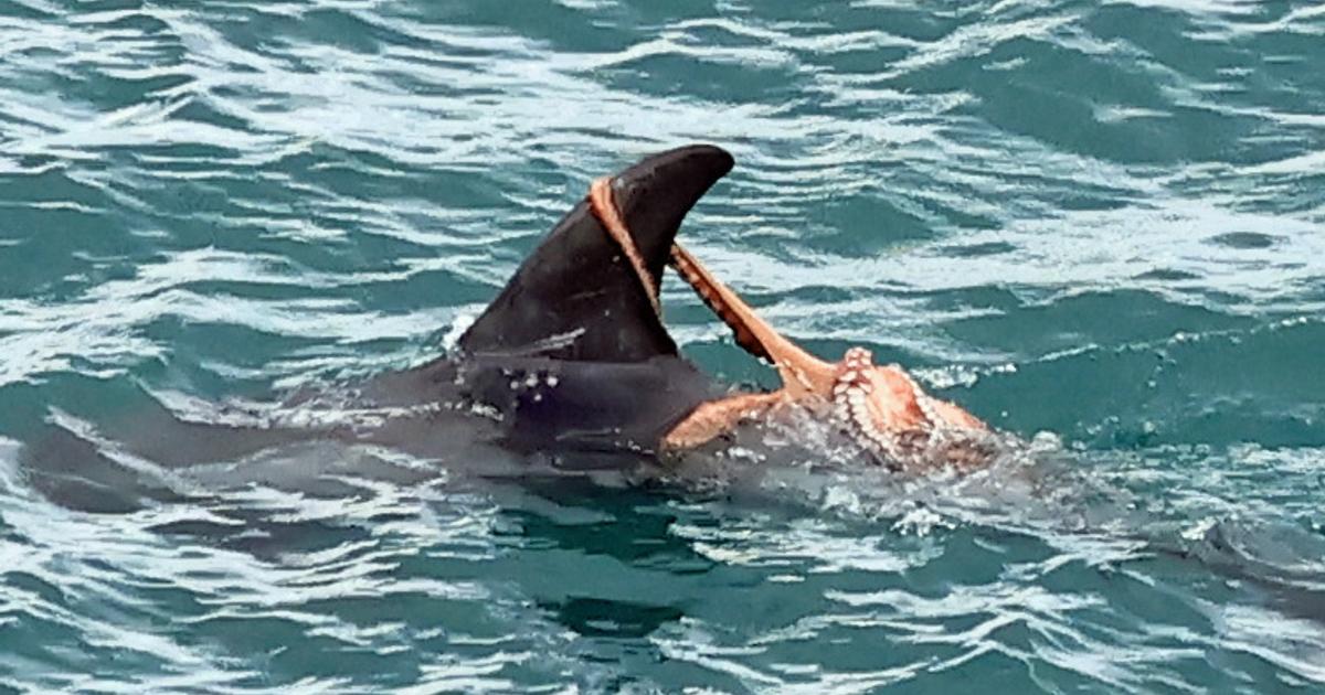 The abundance of octopus is creating new feeding opportunities for Risso's dolphins. (Credit: Bill Coulson, Risso's Dolphin Project South-West project volunteer)