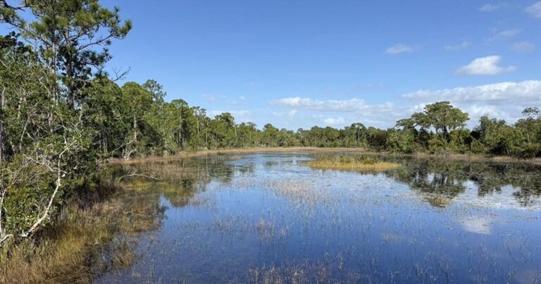 Spruce Bluff Preserve, Wetlands. (Image credit: FAU)