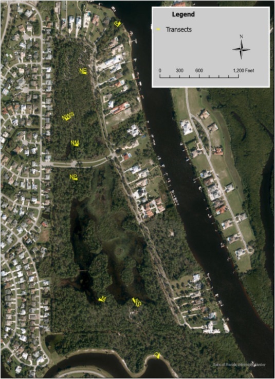Transects within Spruce Bluff Preserve. Researchers collected 40 surface sediment samples along eight transects, highlighted in yellow, spanning different ecological zones. (Image credit: FAU)