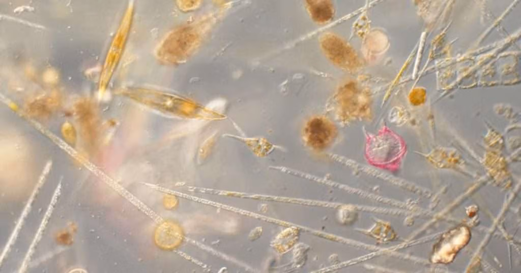 A world of plankton life observed through the microscope, in just a single drop of water. (Image credit: Bryony Squires, Plymouth Marine Laboratory)