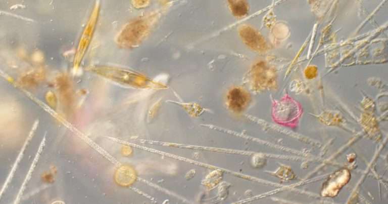 A world of plankton life observed through the microscope, in just a single drop of water. (Image credit: Bryony Squires, Plymouth Marine Laboratory)