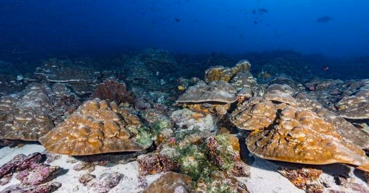 The Galápagos Islands are known for their astounding biodiversity, a result of high nutrients and the mixing of cool and warm waters, according to Julia Cole, chair of the University of Michigan Department of Earth and Environmental Sciences. (Image credit: Greg Asner)