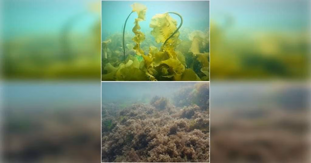 An image shows the state shift from healthy kelp forest (top) to turf algae (bottom) that is taking place along the Maine coast. (Image credit: Shane Farrell, Bigelow Laboratory for Ocean Sciences)