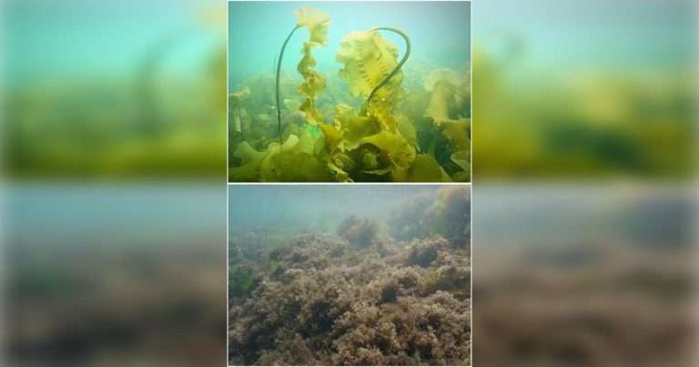 An image shows the state shift from healthy kelp forest (top) to turf algae (bottom) that is taking place along the Maine coast. (Image credit: Shane Farrell, Bigelow Laboratory for Ocean Sciences)