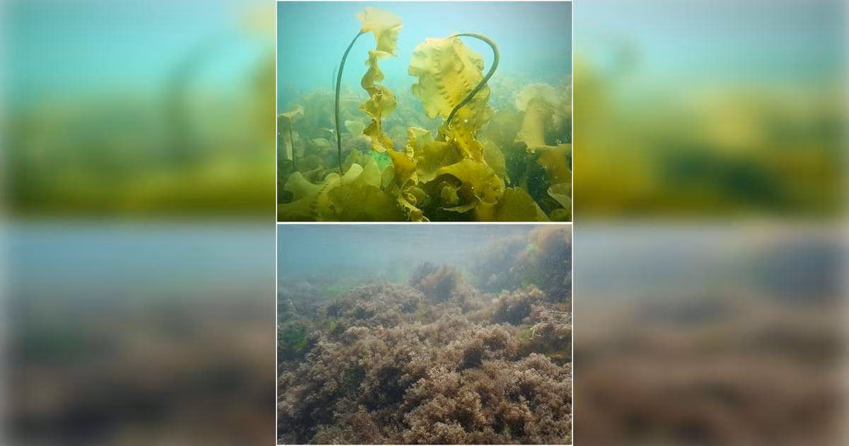 An image shows the state shift from healthy kelp forest (top) to turf algae (bottom) that is taking place along the Maine coast. (Image credit: Shane Farrell, Bigelow Laboratory for Ocean Sciences)