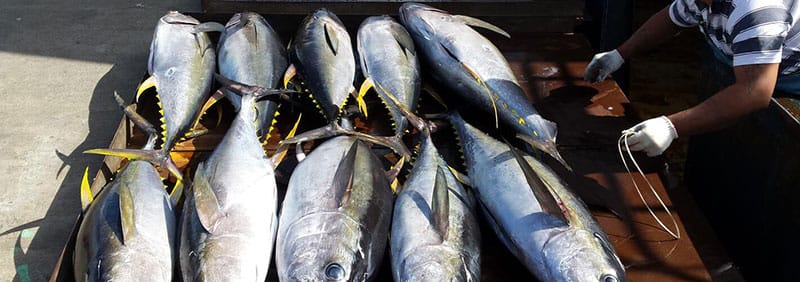 FishSOOP is expanding its ocean observing network aboard commercial tuna fishing vessels to improve fisheries management and climate forecasting across the region.