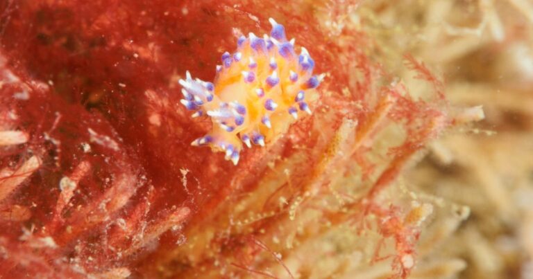 The discovery of the mysterious sea slug is further evidence that marine life around UK shores is changing. (Image credit: Maggs Ashton)
