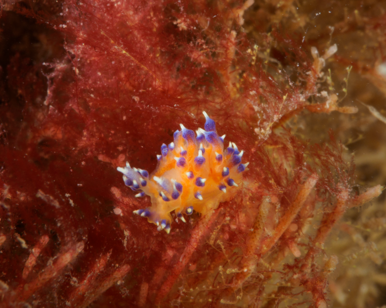 Have you seen this sea slug? (Image credit: Maggs Ashton)