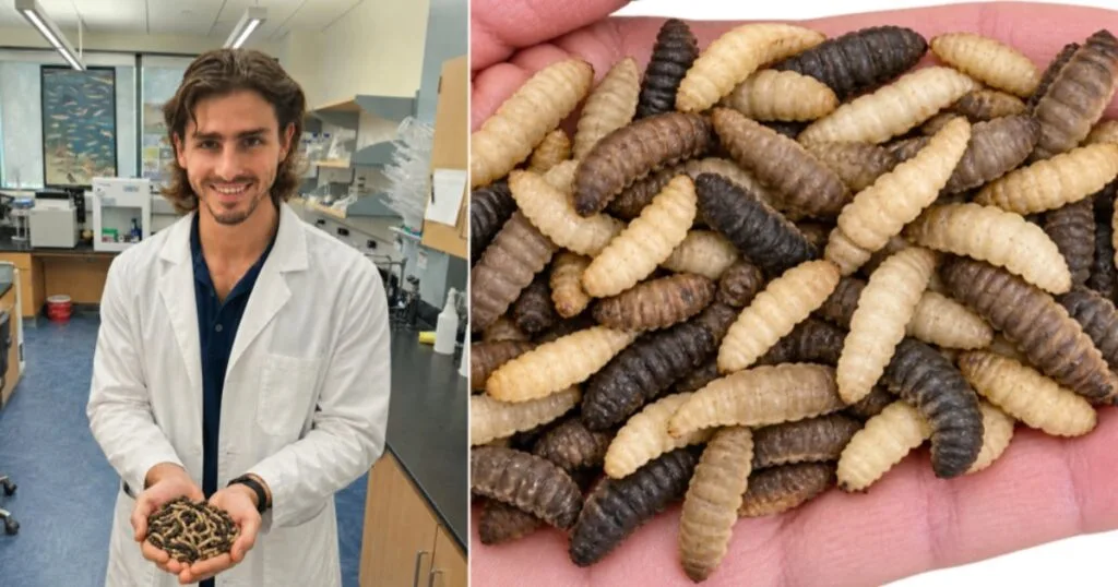 Julio Camperio, Ph.D., in the Aquaculture Nutrition and Biotech Laboratory at the Rosenstiel School, is researching the ability of black soldier fly larvae to bioconvert and bioremediate beached sargassum. (Image credit: Julio camperio)