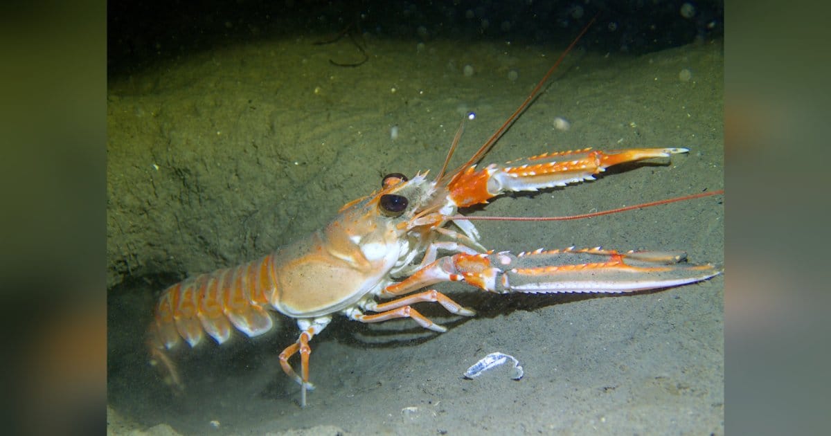 Nephrops norvegicus. (Image credit: iNaturalist)