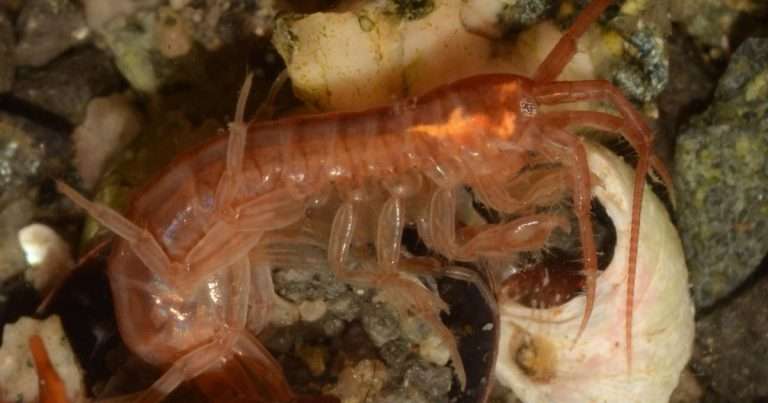 New research by the University of Plymouth and the British Antarctic Survey focused on the giant amphipod species _Paraceradocus miersi_, found in abundance in Antarctic waters and relatives of the sandhoppers on temperate beaches. (Image credit: John Spicer, University of Plymouth)