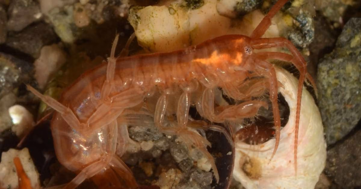 New research by the University of Plymouth and the British Antarctic Survey focused on the giant amphipod species _Paraceradocus miersi_, found in abundance in Antarctic waters and relatives of the sandhoppers on temperate beaches. (Image credit: John Spicer, University of Plymouth)