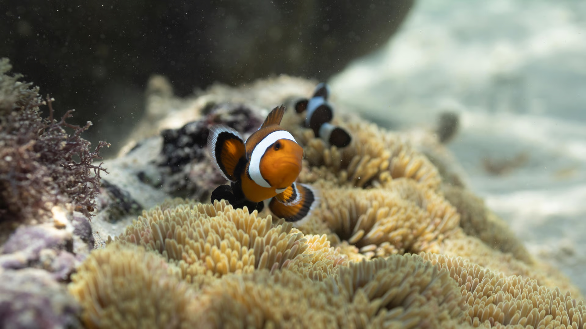 Coral reefs support thousands of unique species that cannot survive anywhere else, including the anemonefish. (Image credit: Haydley England)