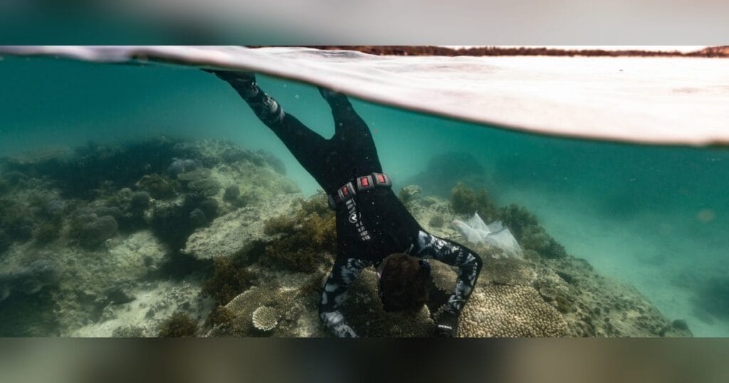 PhD researcher Dane Wattle inspects a large colony of Acropora in the northern waters of Groote Eylandt. (Image credit: Hadley England)