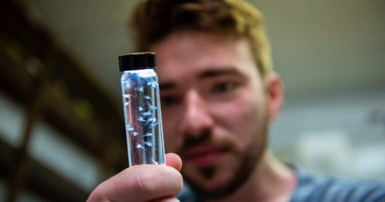 Alex Ascher holds a vial of larval lobsters. (Image credit: University of Maine)