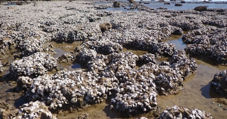 An oyster reef at Point Quobba, Western Australia, formed by the species Saccostrea scyphophilla. (Image credit: Curtin University)