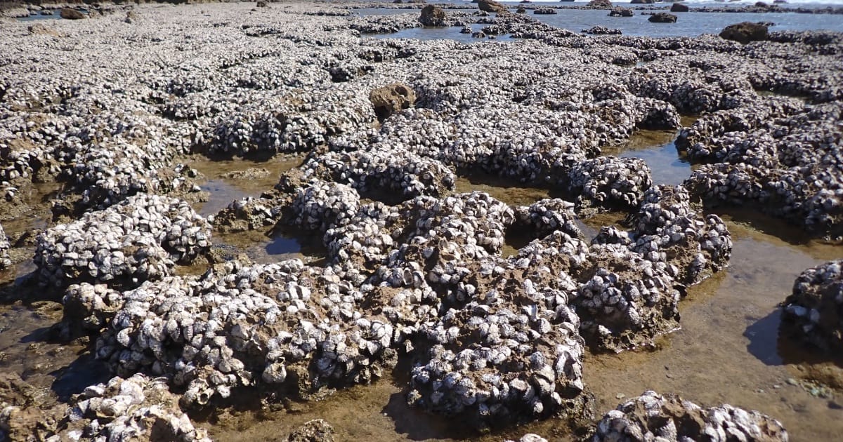 An oyster reef at Point Quobba, Western Australia, formed by the species Saccostrea scyphophilla. (Image credit: Curtin University)