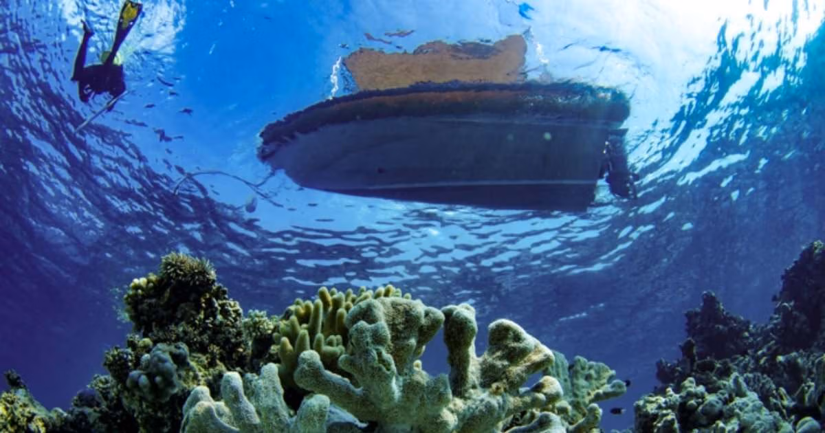 Global Coral Reef Report Finds Australian Reefs Declining but Still Among World’s Best