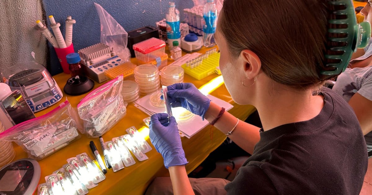Katherine Villarin conducts antimicrobial susceptibility testing on bacteria isolated from water samples. (Image: Jade Riopelle)