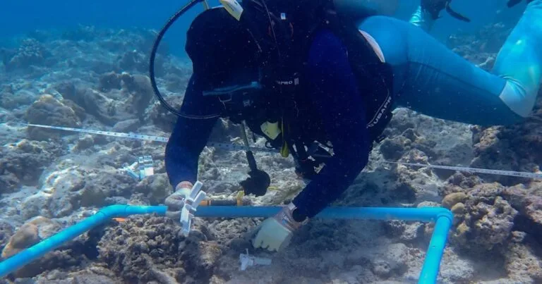 Ceramic seeding devices with young corals settled onto them are deployed onto a reef. (Image credit: Christine Giuliano)