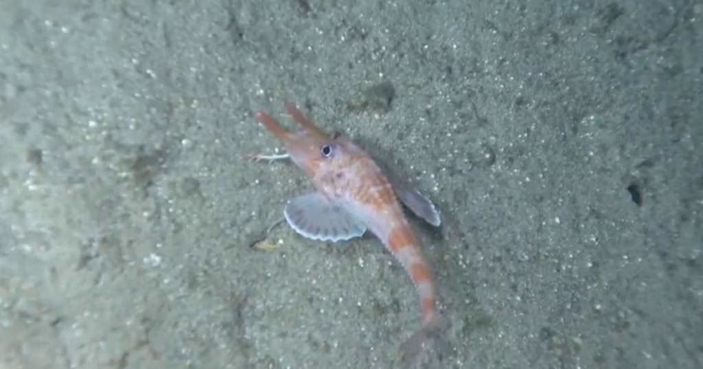Researchers documented the distinctive benthic [deep-sea] behaviors of three peristediid (armored searobin) fishes observed in the South China Sea: Scalicus engyceros, Paraheminodus murrayi and Peristedion liorhynchus. (Image credit: Kedong Yin)