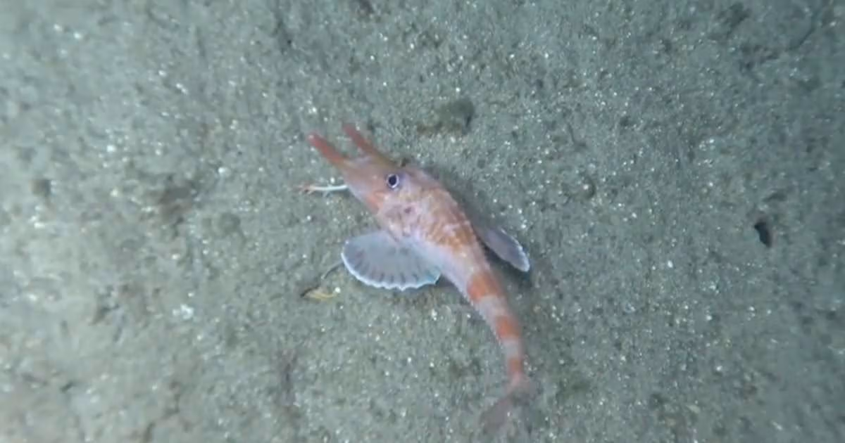 Researchers documented the distinctive benthic [deep-sea] behaviors of three peristediid (armored searobin) fishes observed in the South China Sea: Scalicus engyceros, Paraheminodus murrayi and Peristedion liorhynchus. (Image credit: Kedong Yin)