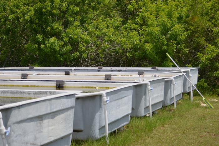 Ruppia maritima were transplanted into aquaculture tanks at the FAU Harbor Branch Seagrass Nursery to evaluate their growth, reproduction and potential for nursery cultivation. (Image credit: FAU Harbor Branch)
