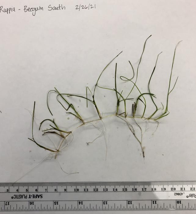 Ruppia maritima from Bee Gum Point Nature Preserve. (Image credit: FAU Harbor Branch)