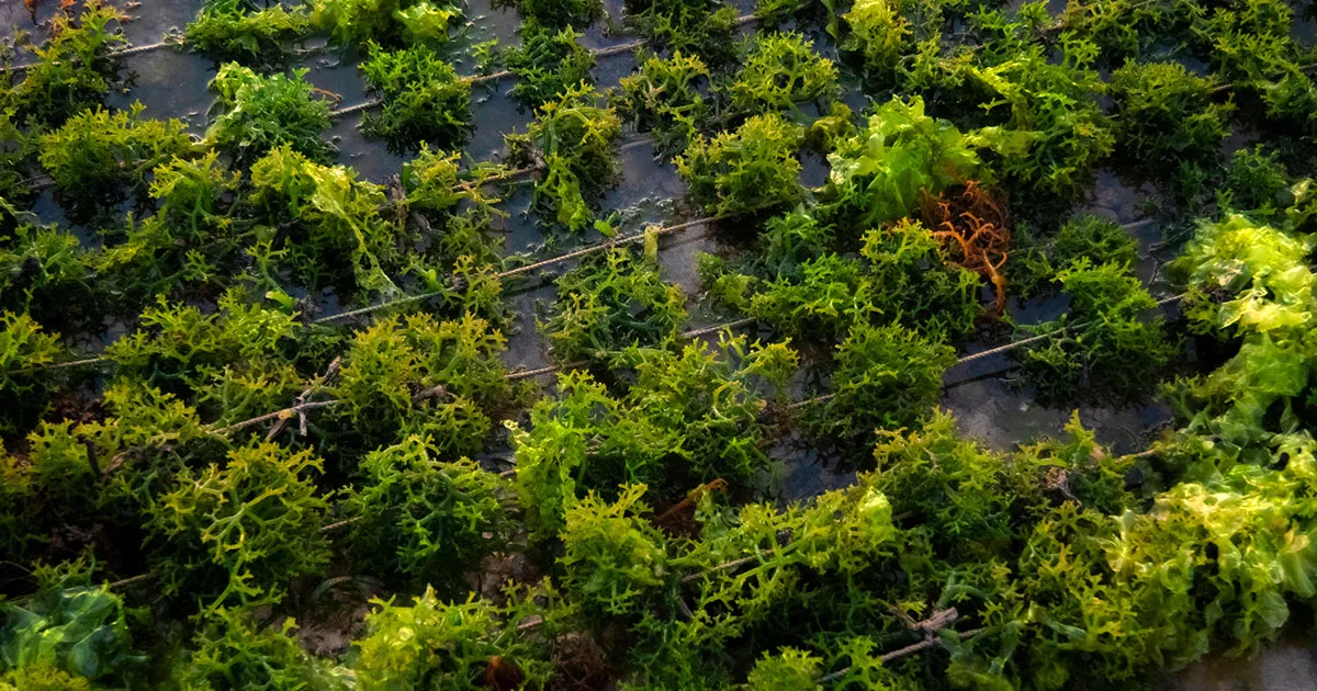 Seaweed Farming