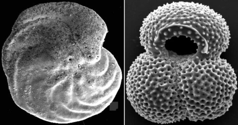 Foraminifera shells viewed under a microscope. Age differences between benthic (left) and planktonic (right) specimens reveal changes in the AMOC. (Image credit: Cristiano Chiessi)