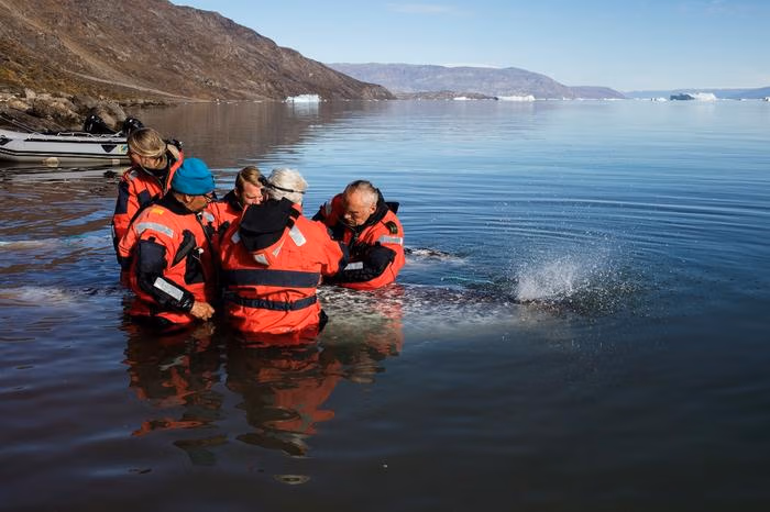 A field team tagging a narwhal. (Image credit: Carsten Egevang)
