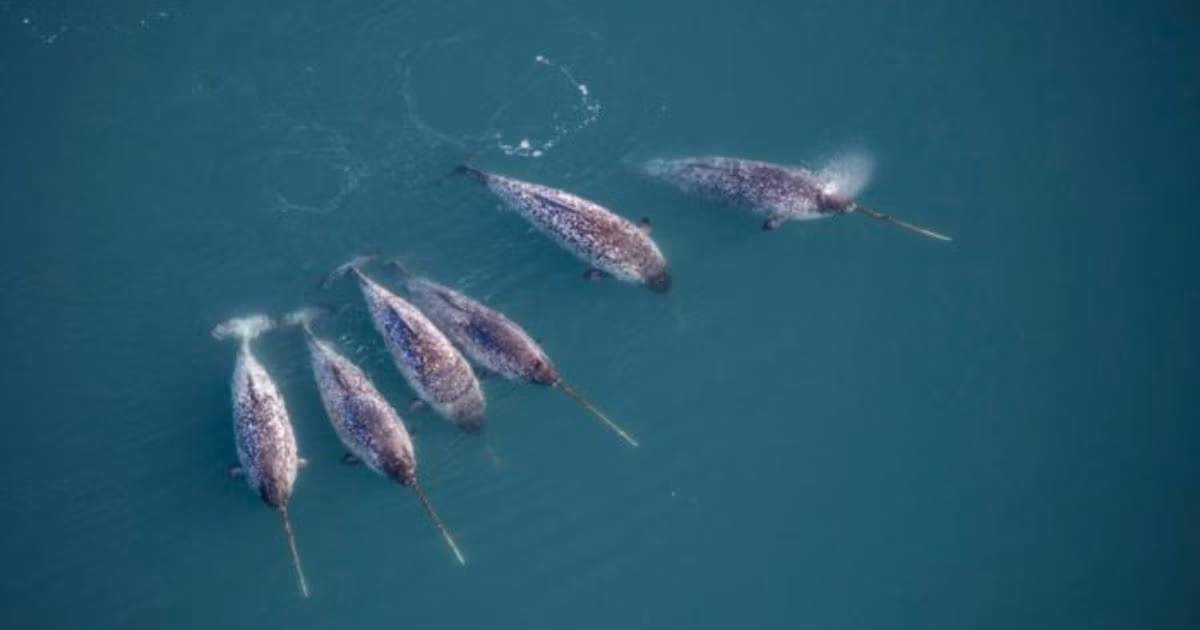 Six narwhals like these were equipped with CTD sensors that measured ocean temperature, salinity and depth. (Image credit: Carsten Egevang)