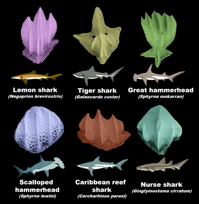 False color scanning electron microscope images of dermal denticles (scales) from several shark species found on Caribbean reefs. Denticle morphology varies across sharks with different ecological life modes. (Image credit: Erin Dillon, Jorge Ceballos, Aaron O’Dea, & Ashley Diedenhofen)