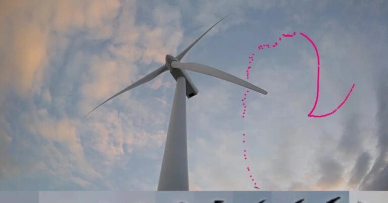 Seagull collision case. (Image credit: Spoor software)