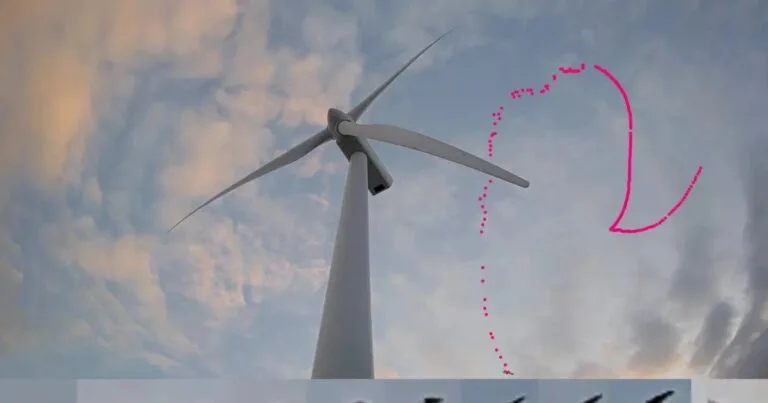 Seagull collision case. (Image credit: Spoor software)